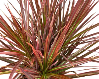 Dracaena Dragon Tree Colorama, Tree Form