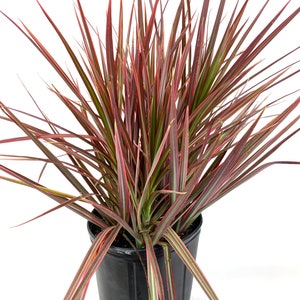 Dracaena Marginata Colorama Bush, Dragon Tree image 1