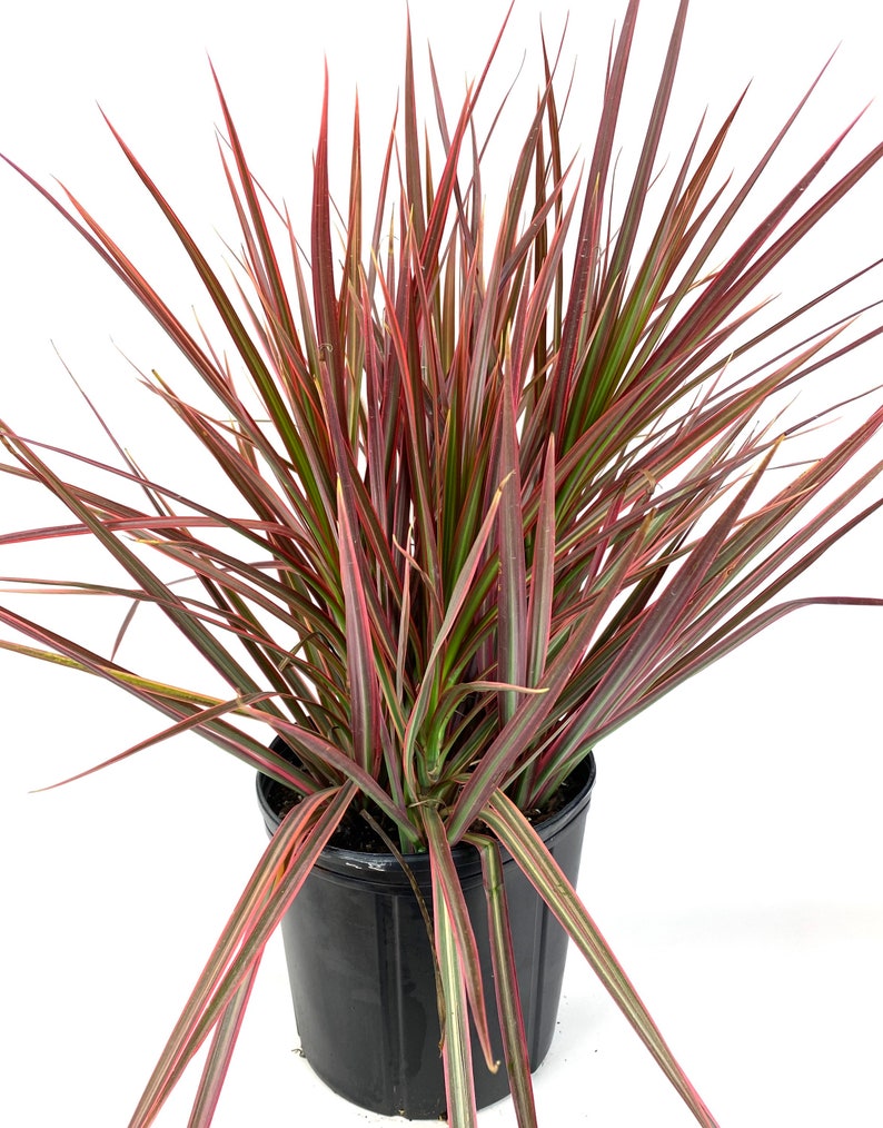 Dracaena Marginata Colorama Bush, Dragon Tree image 1