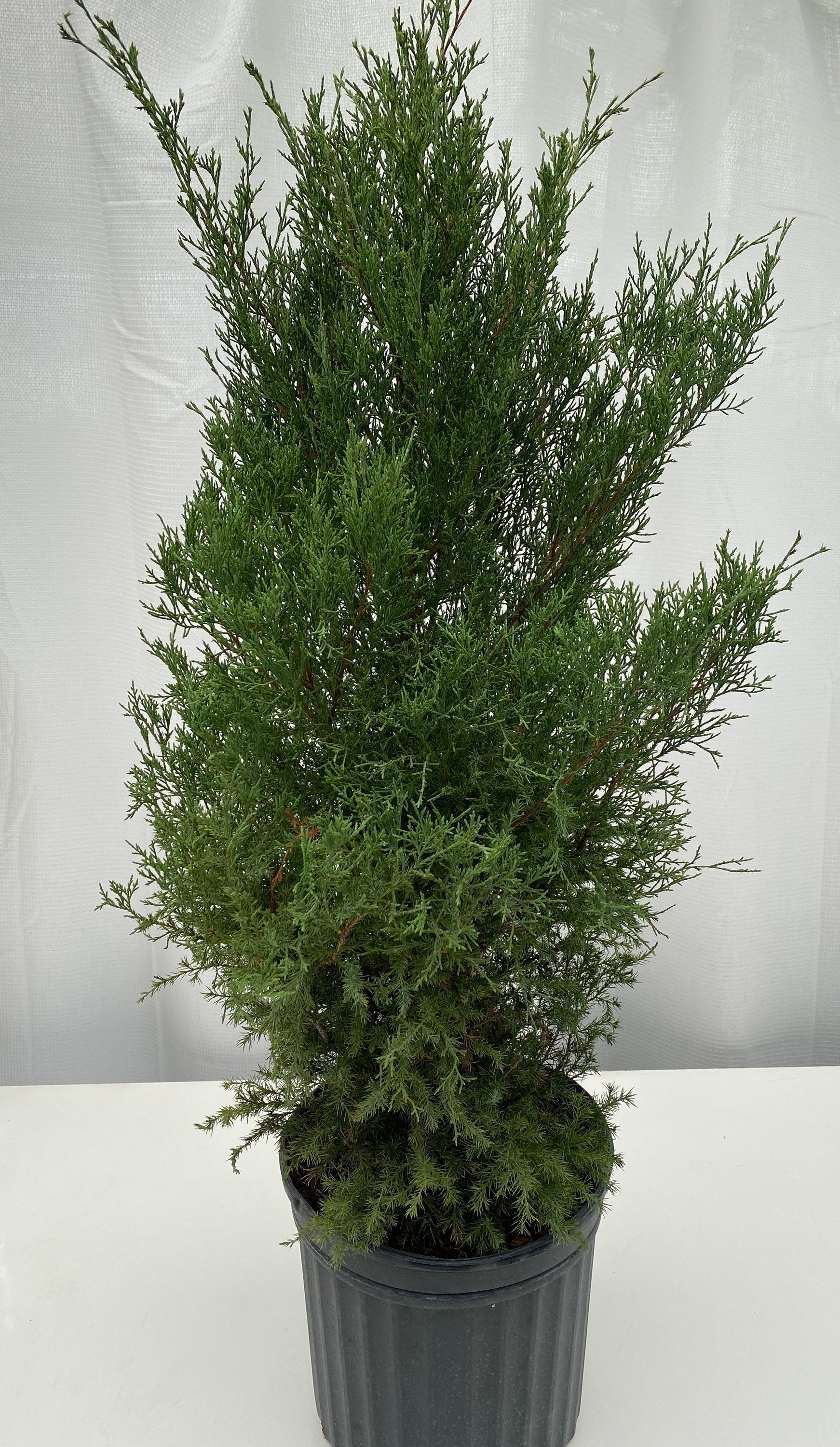 become tree ピアス - メルカリ