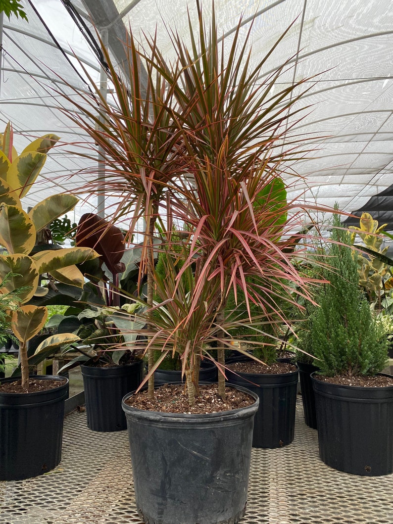 Dracaena Marginata Colorama Bush, Dragon Tree 5gal Pot, 4-5ft