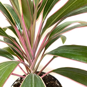 Cordyline Fruticosa Pink Diamond, Good Luck Plant 5gal Pot, 3-4ft