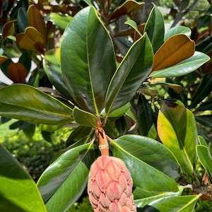 Magnolia Grandiflora Southern &#39;Bracken&#39;s Brown Beauty&#39; Flowering Tree