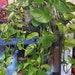see more listings in the Hanging & Vining Plants section