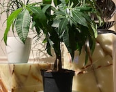 Money Tree Braided, Pachira Aquatica, Good Luck Tree, Indoor Air Purifier
