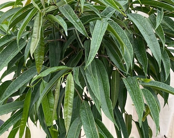 Ficus Alii Tree, Ficus Maclellandii