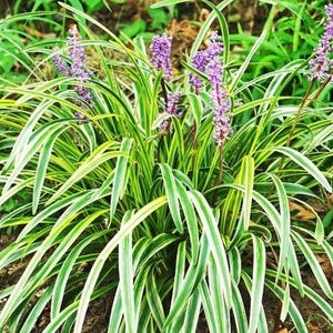 Liriope Muscari Aztec Variegated, Monkey Grass