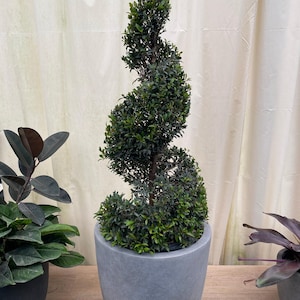 Topiary Eugenia Spiral Tree