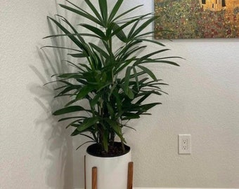 Lady Palm, Rhapis Excelsa, Indoor Queen Palm