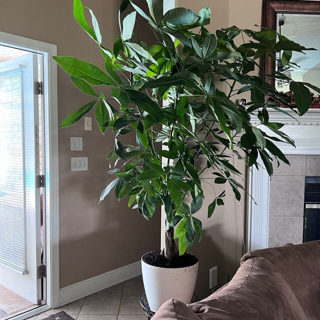 Pachira Aquatica - Arbre à Argent En Pot 21cm, 80-90cm Haut, Plante D'intérieur Purificatrice Facile