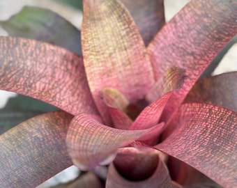 Bromeliad, Neoregelia Sherlette Shiigi