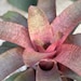 see more listings in the Bromeliads and Bonsai section