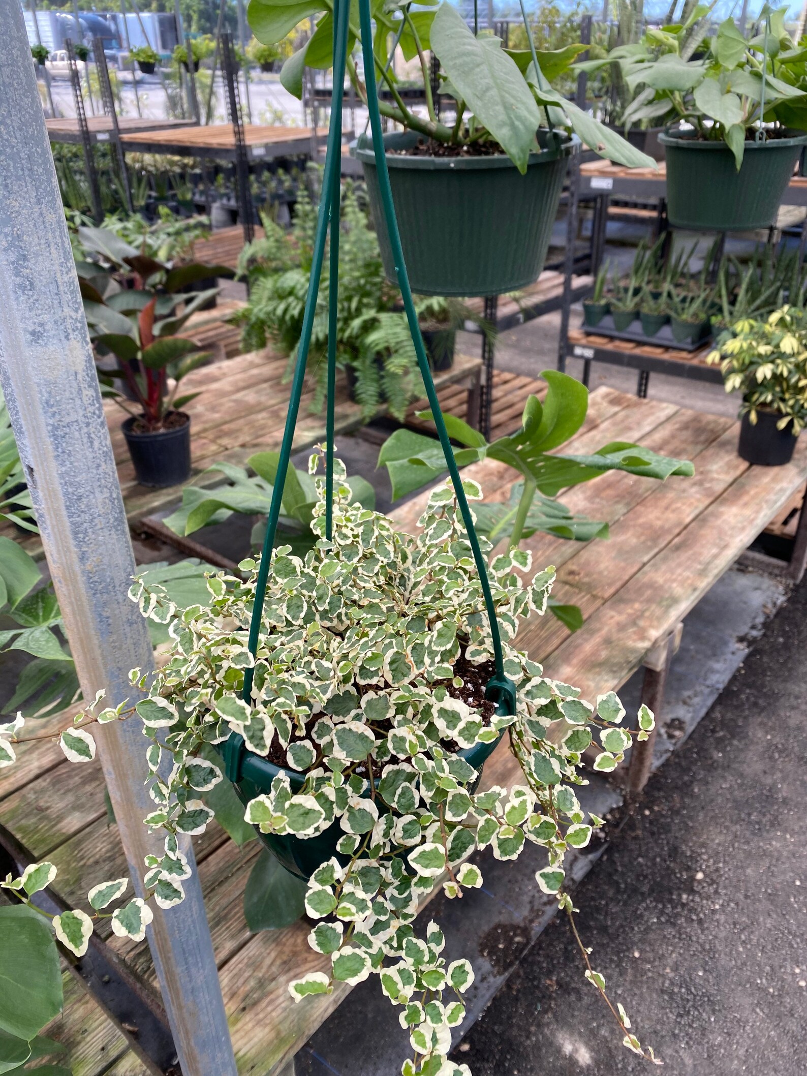 Ficus Repens Pumila 6in Hanging Basket Vines Hang 1315in Etsy