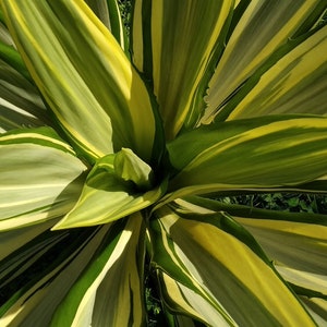 False Agave, Furcraea Foetida