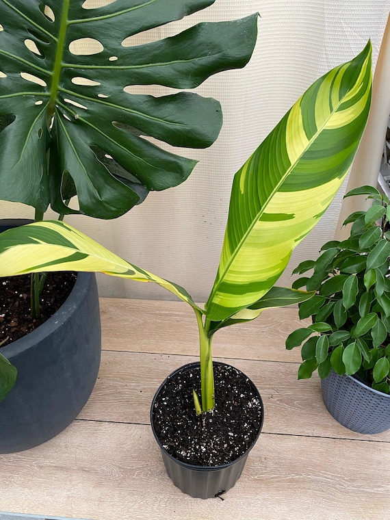 Variegated Bird of Paradise Tree, Rare and Exotic - Etsy Canada