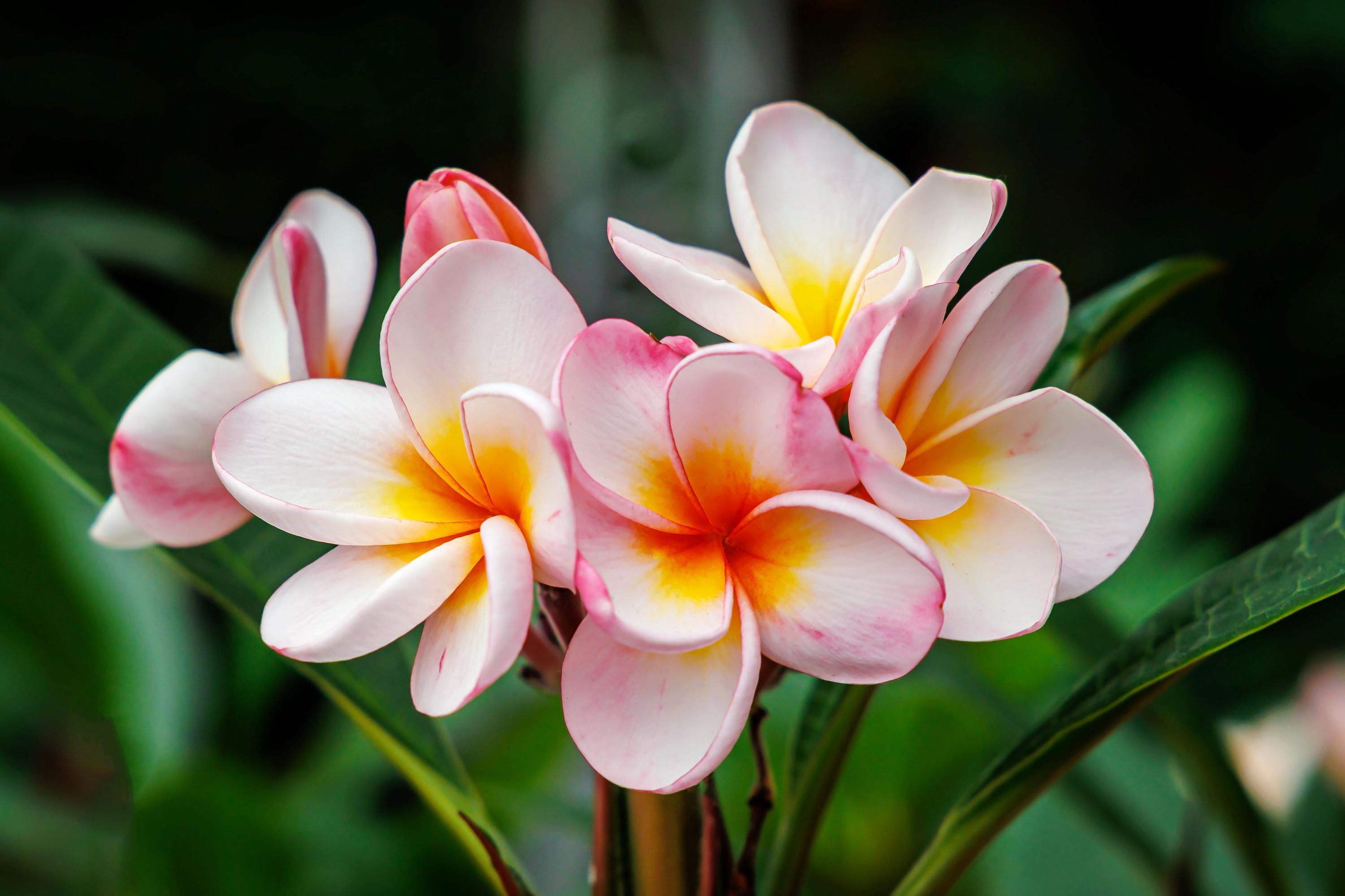 plumeria ページ il_fullxfull.6886055790_7xbp.jpg