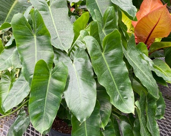 Philodendron Burle Marx, Live Climbing Plant Vine