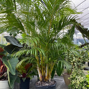 Areca Palm, Golden Cane, Dypsis Lutescens image 7
