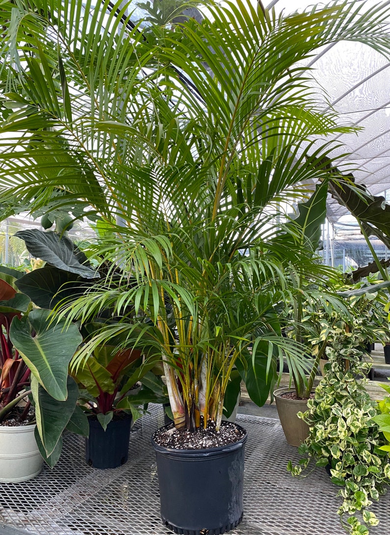 Areca Palm, Golden Cane, Dypsis Lutescens image 7