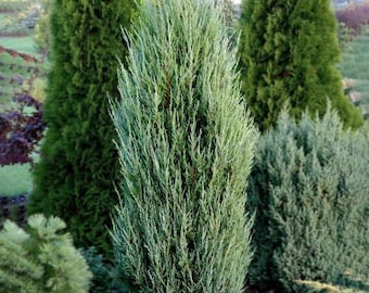 Blue Arrow Rocky Mountain Juniper, Juniperus scopulorum, Fast Growing Evergreen Privacy Tree