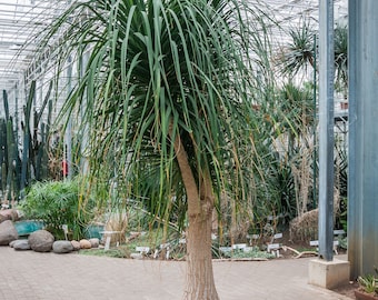 Palm Ponytail Bonsai Tree
