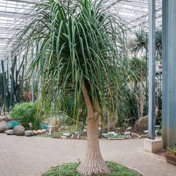 Palm Ponytail Bonsai Tree