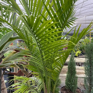 Majesty Palm, Ravenea Rivularis Live Indoor Plant image 8