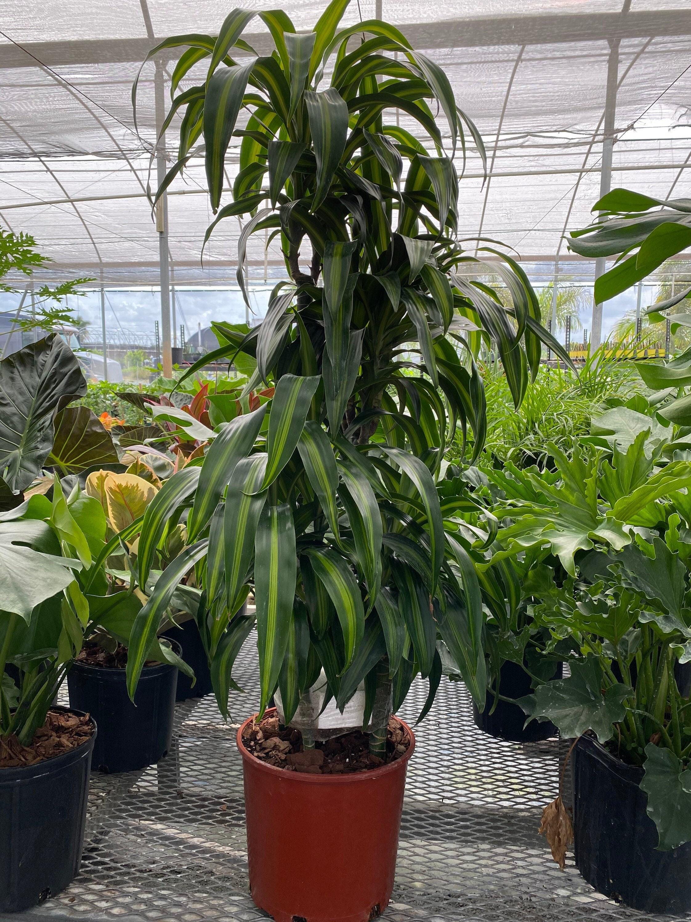 Plants by Groundさま　ムランジーナ は*る様 EM22 ユーフォルビア ムランジーナ 現地球 緑葉有り