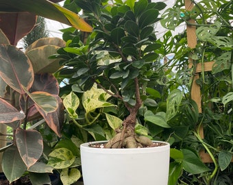 Ficus Ginseng Bonsai, Live Indoor Plant