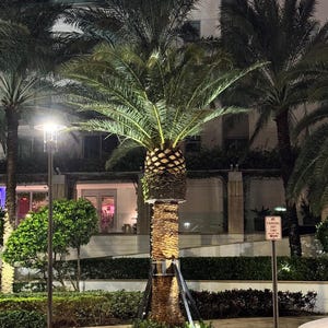 Canary Island Date Palm, Pineapple Palm