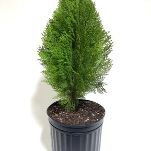 Blue Cone Arborvitae Thuja Orientalis Cypress image 2