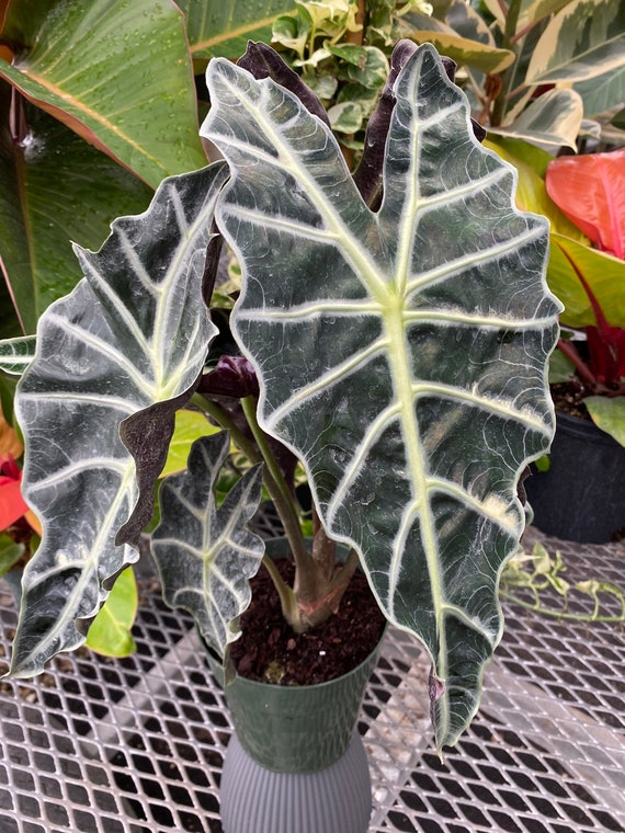 Buy Alocasia Amazonica Polly African Mask Live Tropical Plant Online in India - Etsy