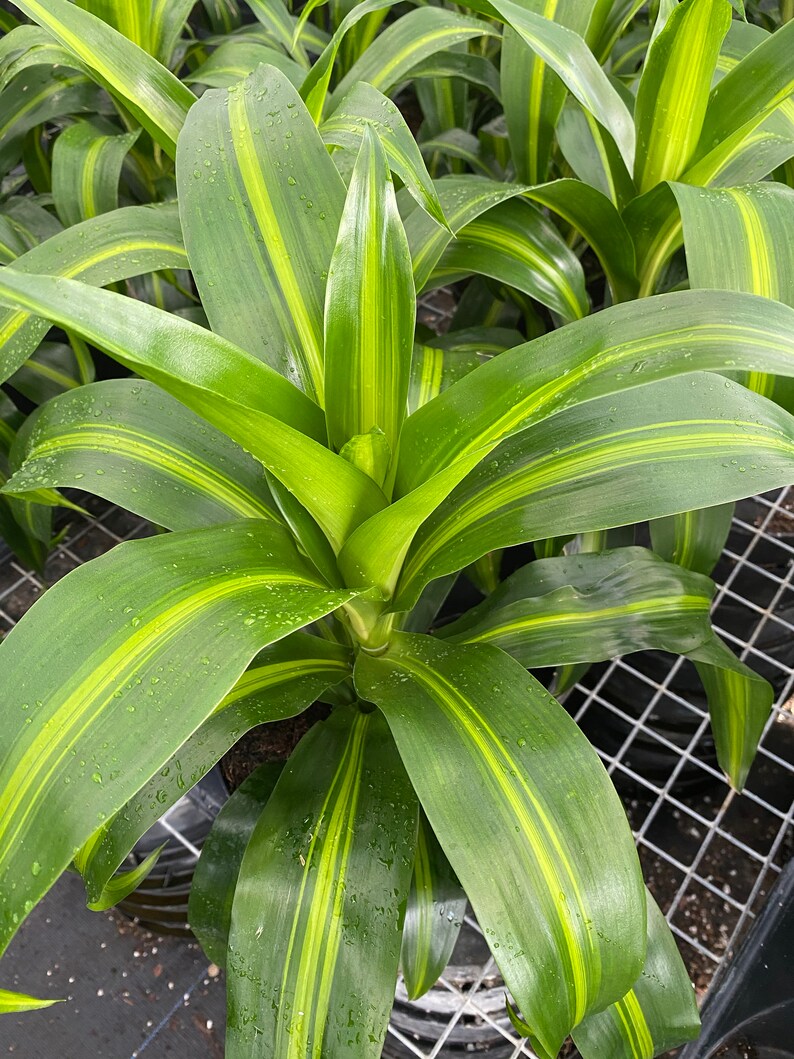 Dracaena Hawaiian Sunshine 6 Grower Pot Live Plant Indoor Etsy