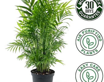 Parlor Neanthe Bella Palm, Live Plant Indoor Air Purifier