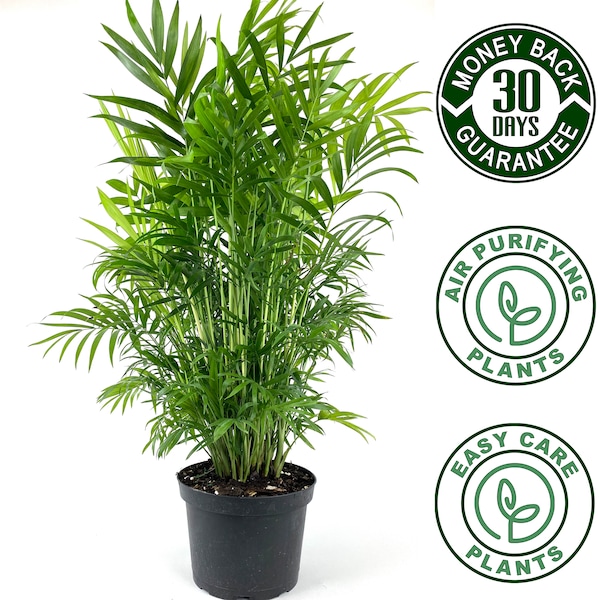 Parlor Neanthe Bella Palm, Live Plant Indoor Air Purifier