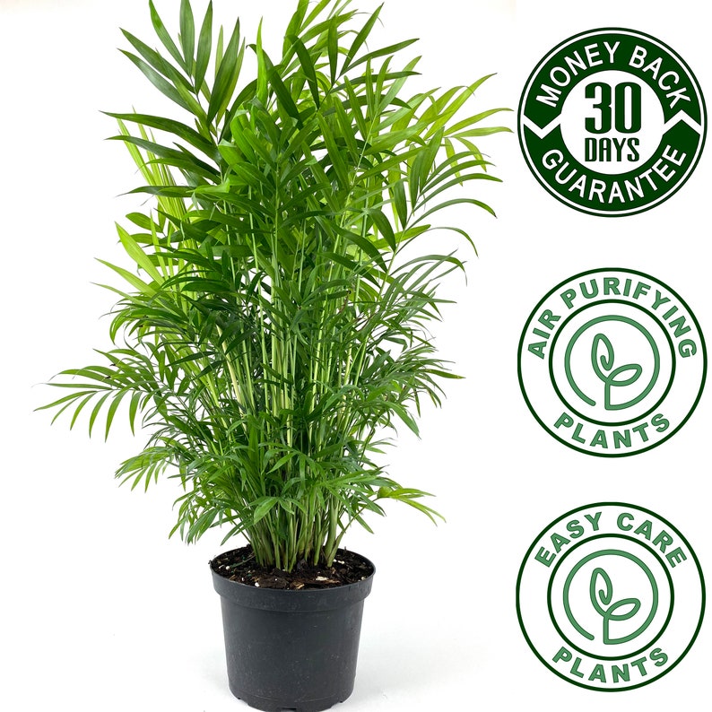 Parlor Neanthe Bella Palm, Live Plant Indoor Air Purifier image 1