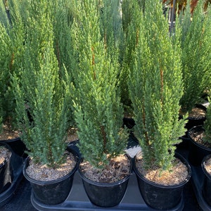 Blue Point Juniper, Juniperus chinensis, Evergreen Privacy Conifers image 9