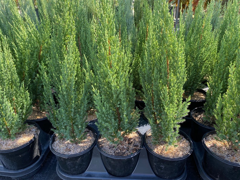 Blue Point Juniper Juniperus Chinensis Evergreen Privacy Etsy
