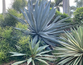 Agave Super Blue Americana, Century Plant