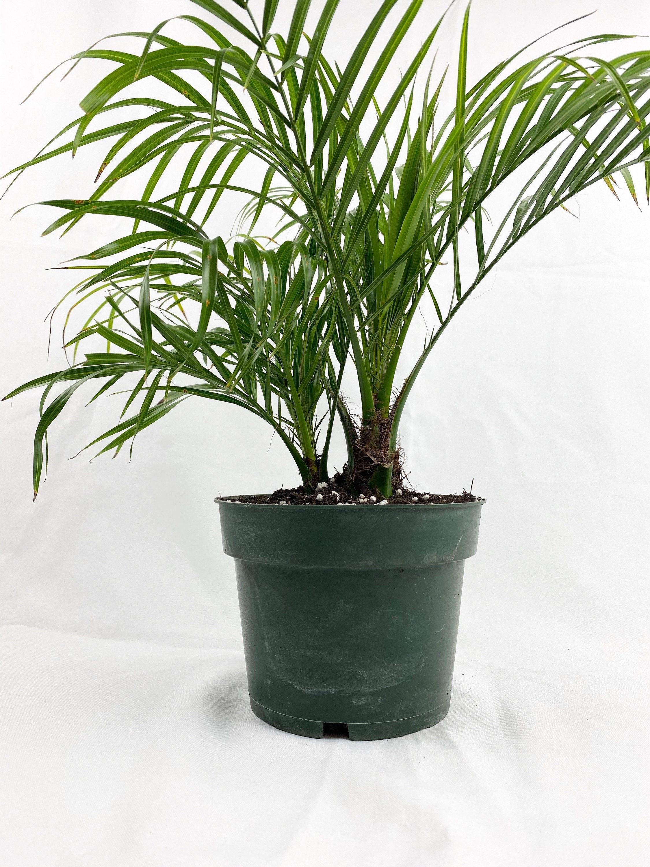 Date Palm Tree Phoenix Roebelinii Pygmy Tropical Palm Etsy