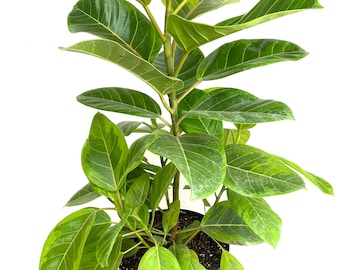 Ficus Altissima Tree Form Double, Variegated Yellow Gem