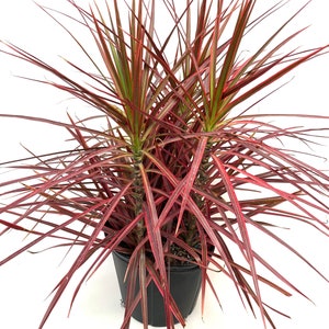 Dracaena Marginata Colorama Bush, Dragon Tree image 3