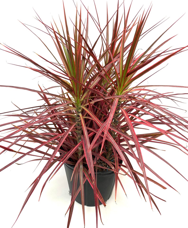 Dracaena Marginata Colorama Bush, Dragon Tree image 3