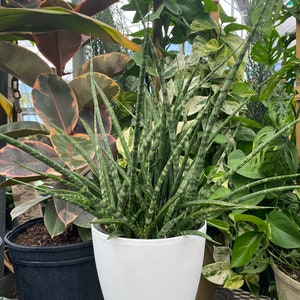 Sansevieria Fernwood Mikado in White Deco Pot