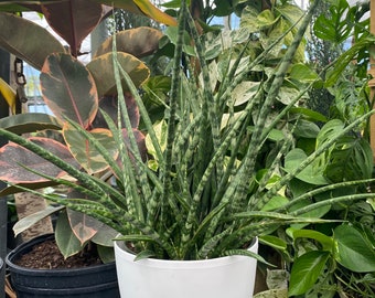 Sansevieria Fernwood Mikado in White Deco Pot