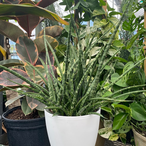 Sansevieria Fernwood Mikado in White Deco Pot