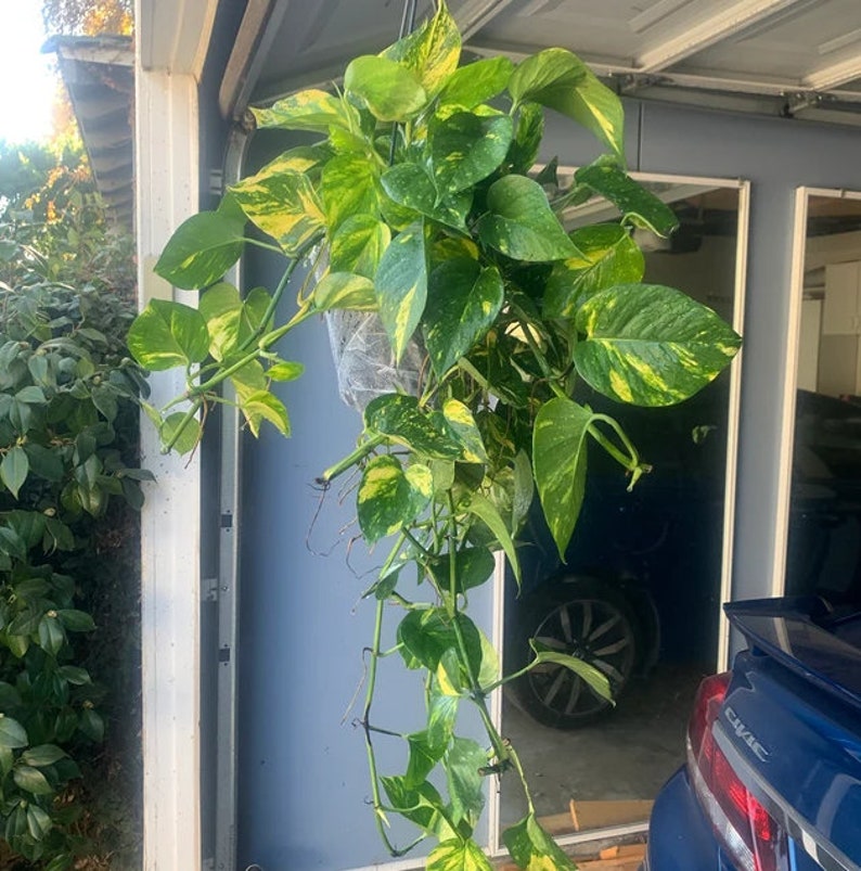 Golden Pothos in Hanging Basket, Epipremnum Aureum 8in Pot, 20-24in