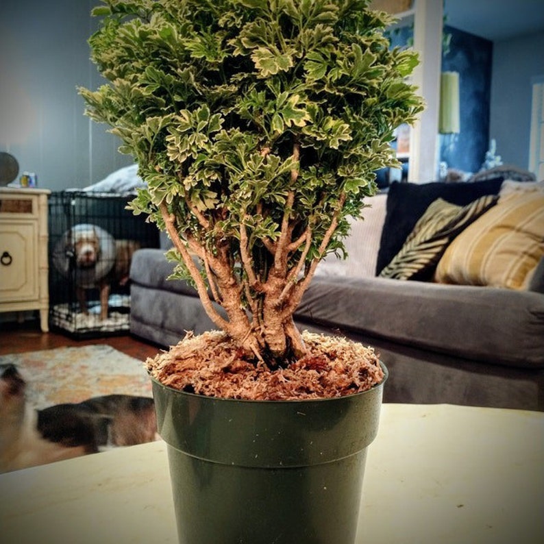 Aralia Ming Gold Bonsai Tree Aralia Parsley Live Plant Etsy