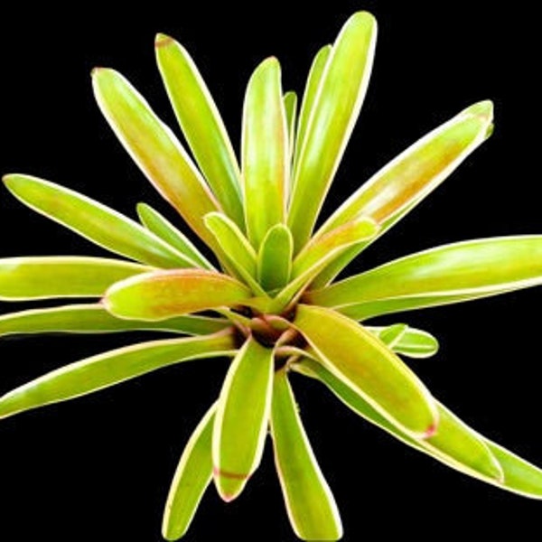Bromeliad, Neoregelia Sheeba