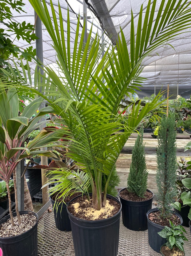 Majesty Palm, Ravenea Rivularis Live Indoor Plant image 3
